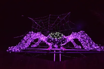 DSC_7032 (Large).JPG